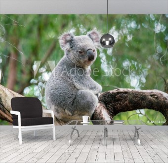 Bild på Koala relaxing in a tree in Perth